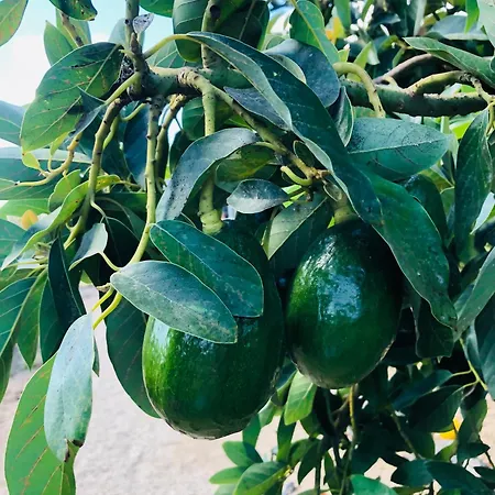 Villa Krisant Gold Rural Luxury Privat Pool