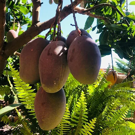 Krisant Gold Rural Luxury Privat Pool Villa *