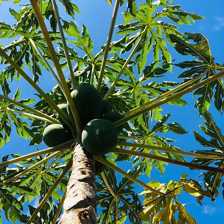 Villa Krisant Gold Rural Luxury Privat Pool *