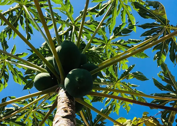 Villa Krisant Gold Rural Luxury Privat Pool *