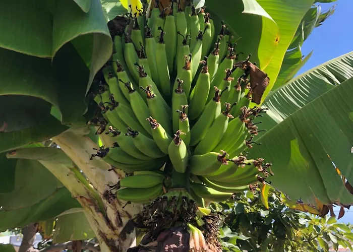 Krisant Gold Rural Luxury Privat Pool