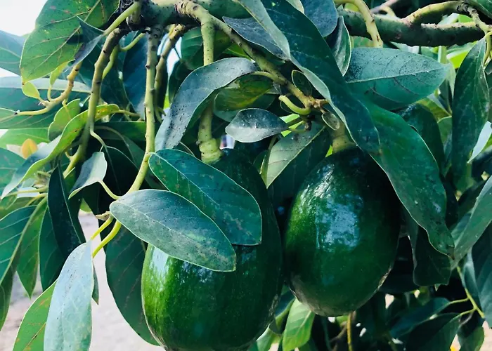 Villa Krisant Gold Rural Luxury Privat Pool